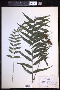Serpocaulon dissimile image