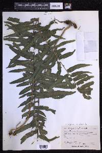 Serpocaulon dissimile image