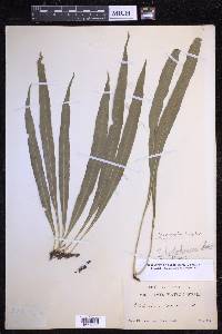 Serpocaulon levigatum image