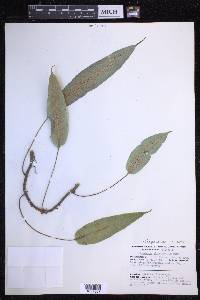 Serpocaulon levigatum image