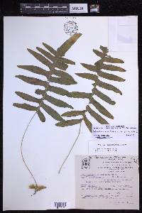 Polypodium arcanum var. bakeri image