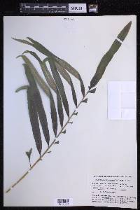 Polypodium fraternum image