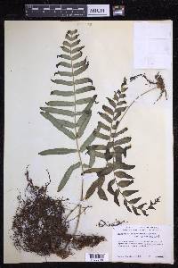 Polypodium subpetiolatum image