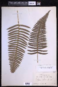 Serpocaulon catharinae image