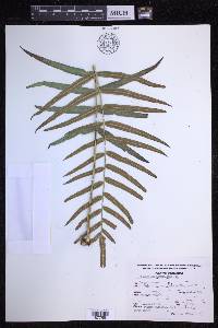 Polypodium echinolepis image