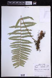 Polypodium subpetiolatum image