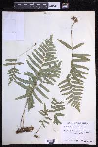 Polypodium subpetiolatum image