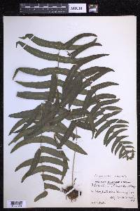 Serpocaulon dissimile image