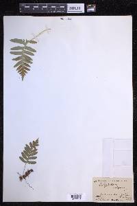 Polypodium vulgare image