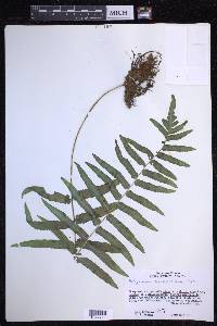 Polypodium subpetiolatum image