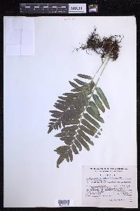 Polypodium subpetiolatum image