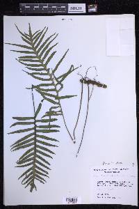 Pleopeltis plebeia image