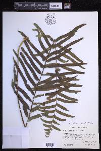 Polypodium subpetiolatum image