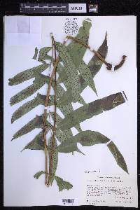 Serpocaulon fraxinifolium image