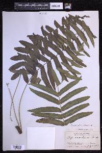 Serpocaulon dissimile image