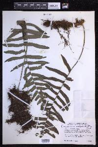 Polypodium subpetiolatum image