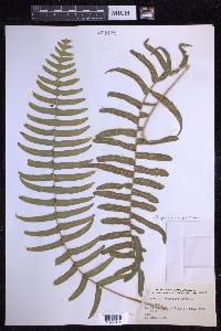 Serpocaulon dissimile image
