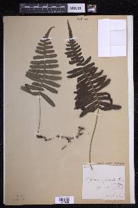 Serpocaulon falcaria image