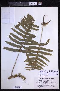 Polypodium arcanum var. bakeri image