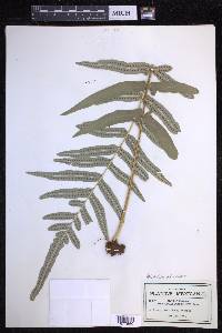 Polypodium echinolepis image