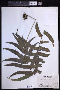 Serpocaulon dissimile image