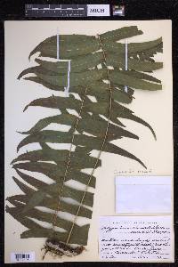 Serpocaulon dissimile image