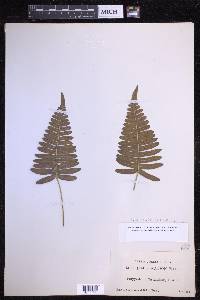 Serpocaulon catharinae image