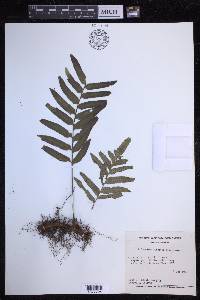 Polypodium subpetiolatum image