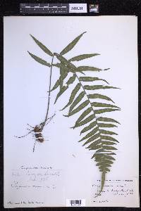 Serpocaulon dissimile image