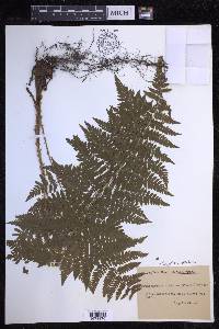 Dryopteris dilatata image