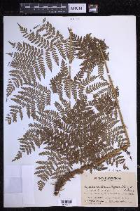 Dryopteris dilatata image