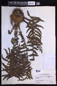 Dryopteris crassirhizoma image