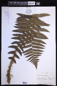 Dryopteris crassirhizoma image