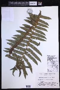 Dryopteris crassirhizoma image