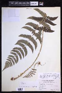 Dryopteris chrysocoma image