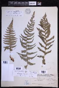 Dryopteris chrysocoma image