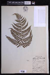 Dryopteris caroli-hopei image