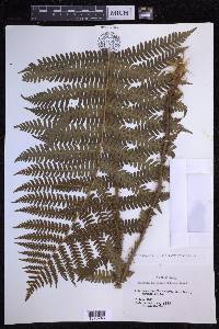 Dryopteris crassirhizoma image