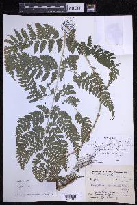 Dryopteris caroli-hopei image