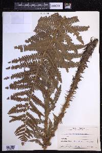 Dryopteris crassirhizoma image