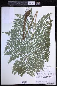 Dryopteris dilatata image