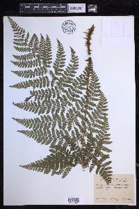 Dryopteris dilatata image