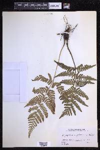 Dryopteris erythrosora image