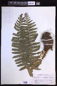 Dryopteris crassirhizoma image