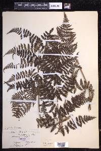 Dryopteris dilatata image