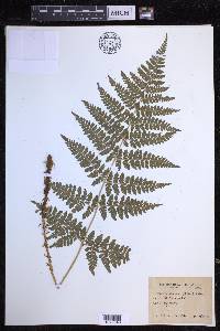 Dryopteris dilatata image