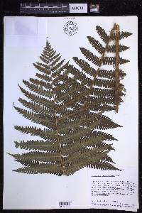 Dryopteris crassirhizoma image