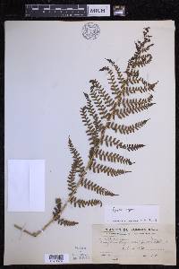 Dryopteris chrysocoma image