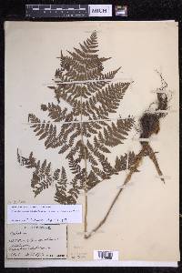 Dryopteris dilatata image