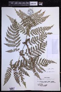 Dryopteris dilatata image